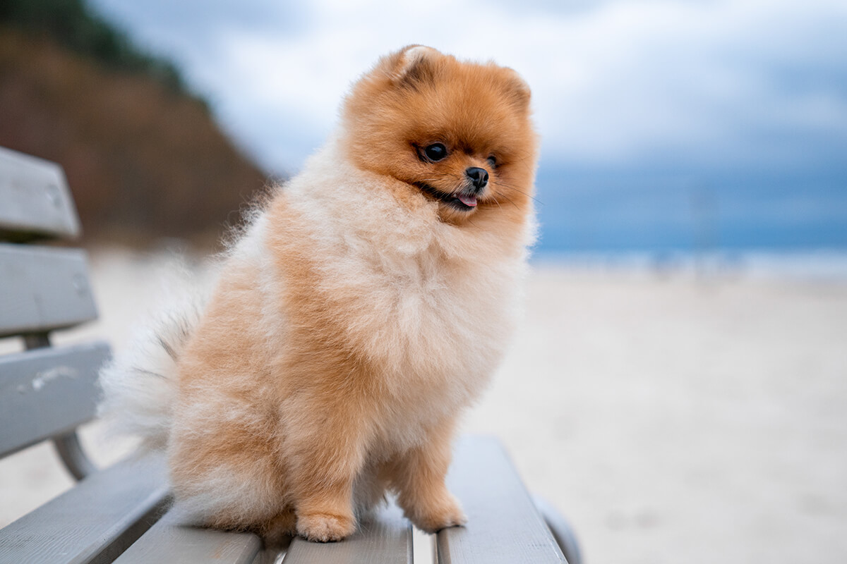 Büyümeyen Küçük Irk Köpek Cinsleri ve Özellikleri 11 Pomeranian