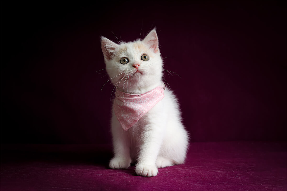 Popüler Dişi Kedi İsimleri