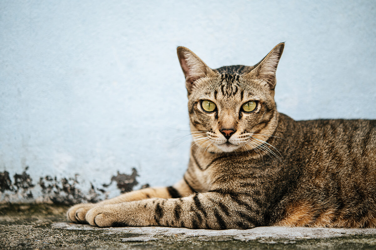 Popüler Erkek Kedi İsimleri