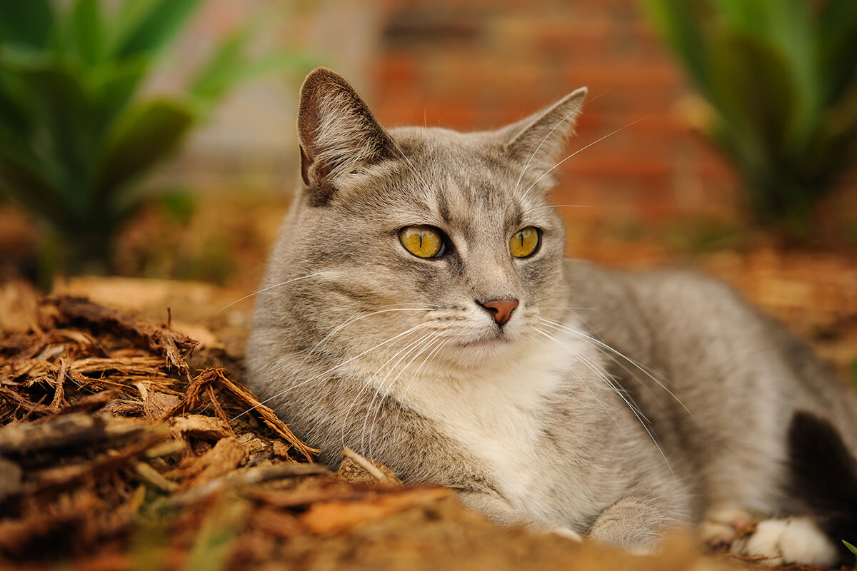 Popüler Unisex Kedi İsimleri