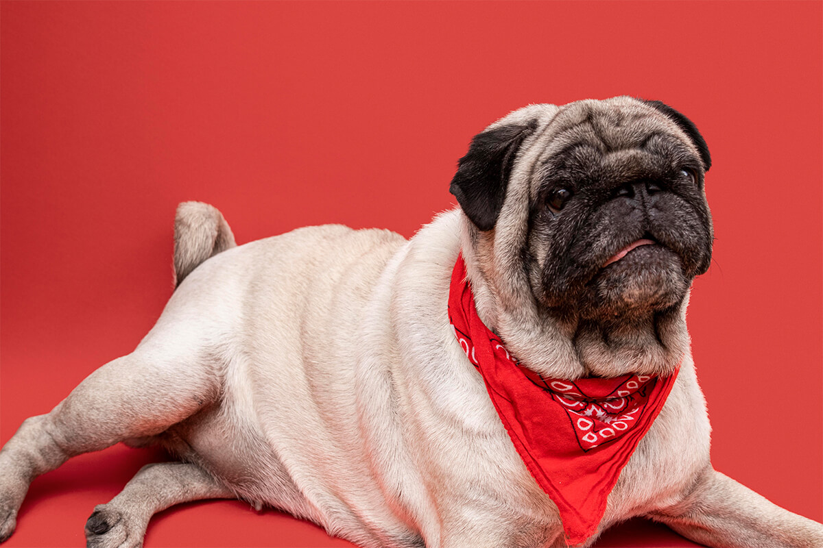 Büyümeyen Küçük Irk Köpek Cinsleri ve Özellikleri 8 Pug