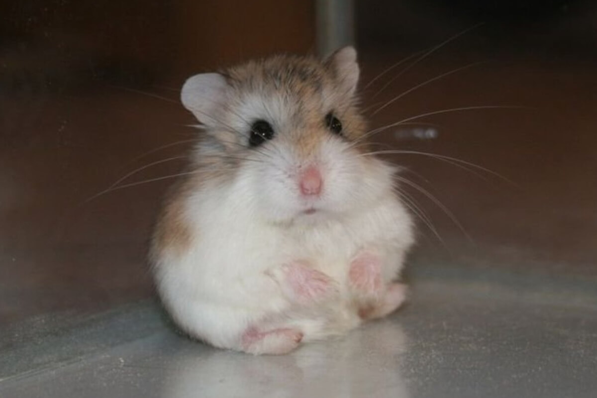 Hamster Türleri ve Özellikleri 3 Roborovski Hamster