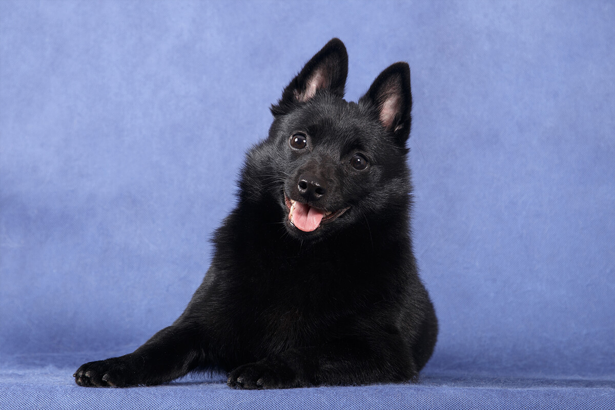 Büyümeyen Küçük Irk Köpek Cinsleri ve Özellikleri 13 Schipperkee