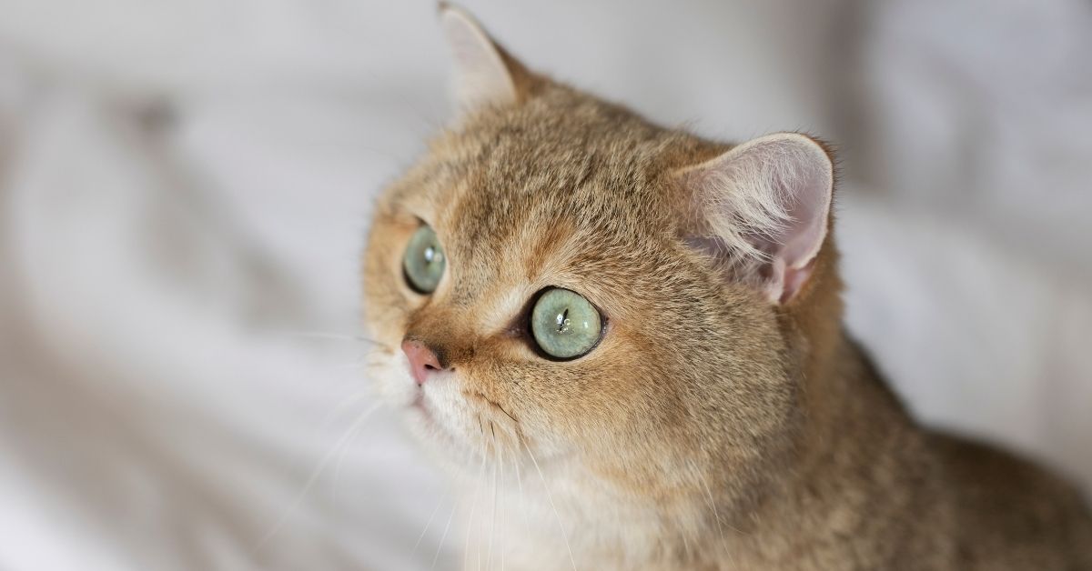 Scottish Straight Özellikleri ve Bakımı 2 Scottish Straight British Shorthair Farkı