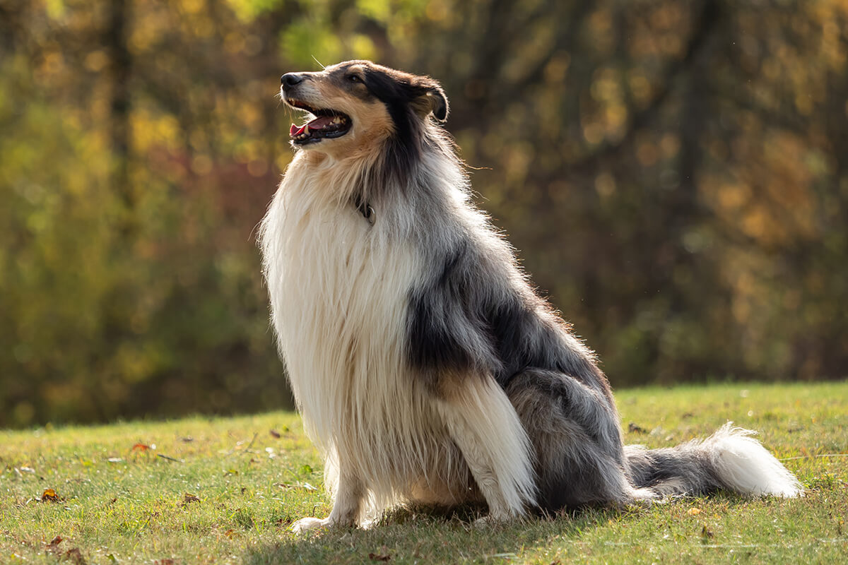 Büyümeyen Küçük Irk Köpek Cinsleri ve Özellikleri 17 Shetland Sheepdog