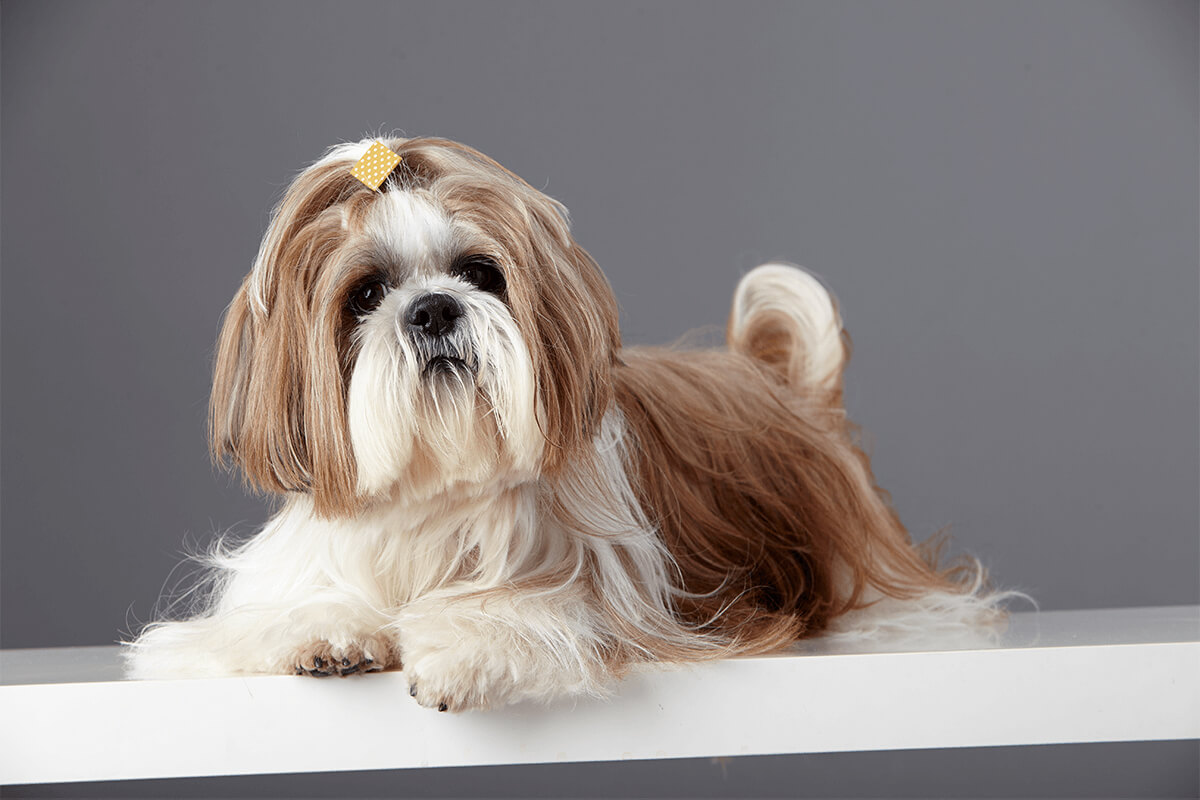 Büyümeyen Küçük Irk Köpek Cinsleri ve Özellikleri 12 Shih Tzu