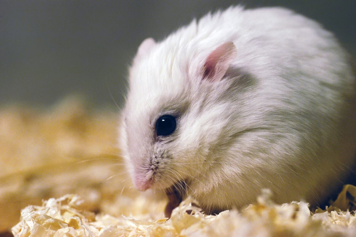 Hamster Türleri ve Özellikleri 4 Sibirya Hamsteri
