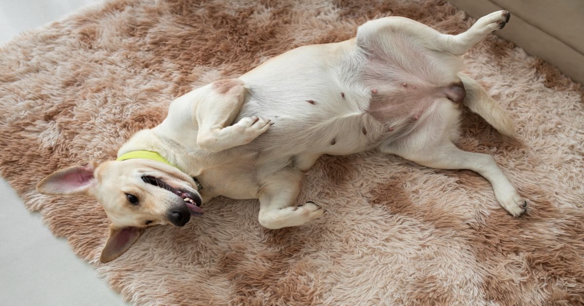 Köpek Beden Dili Davranışları ve Anlamları 2 Sırtüstü Yatma: Köpek Beden Dİli