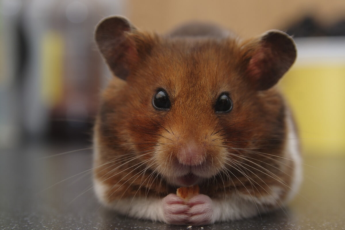 Hamster Türleri ve Özellikleri 2 Suriye Hamsterı