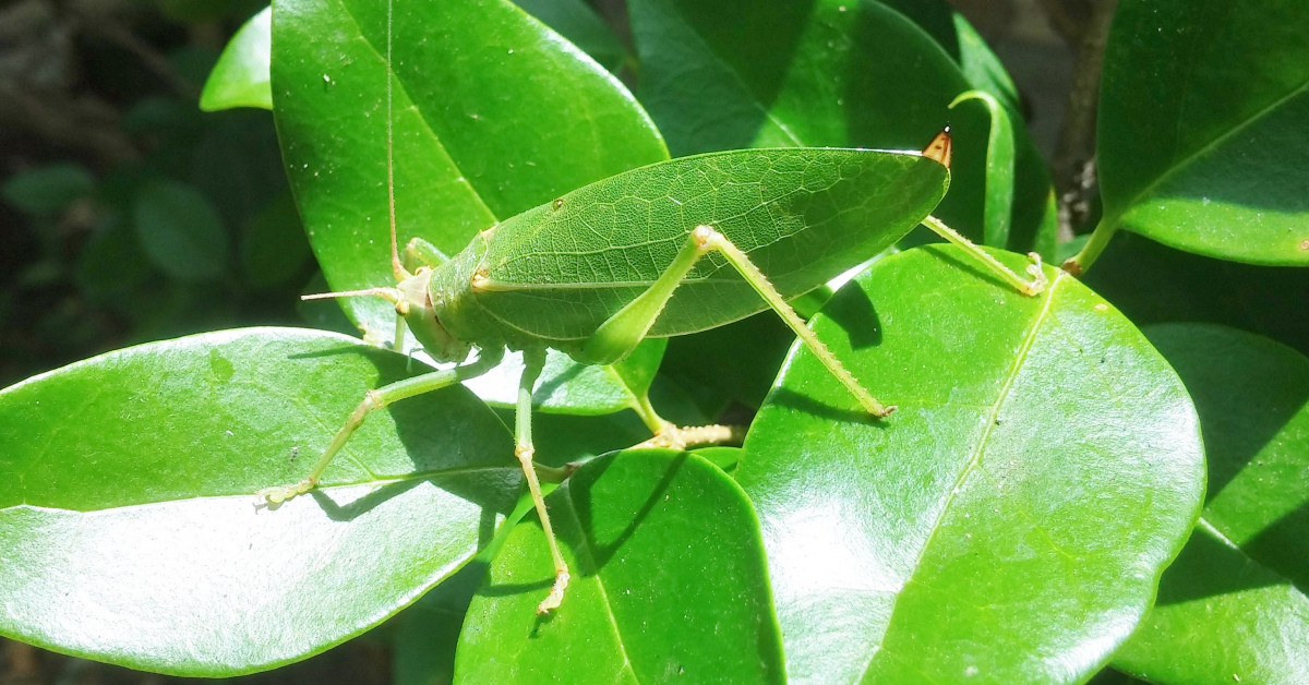 Taklitçi Katydidler