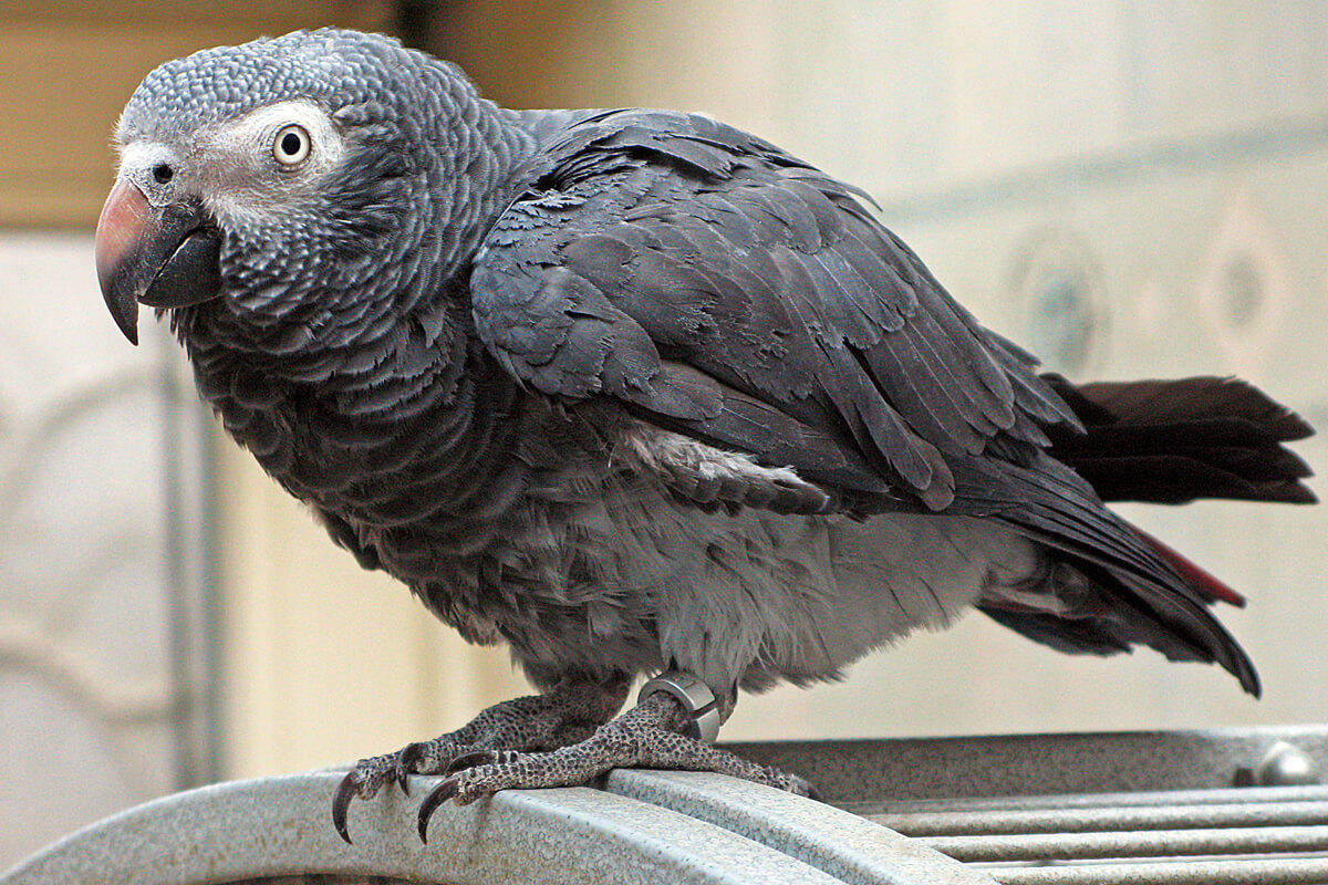 2. Timneh Afrika Gri Papağanı (Psittacus erithacus timneh)