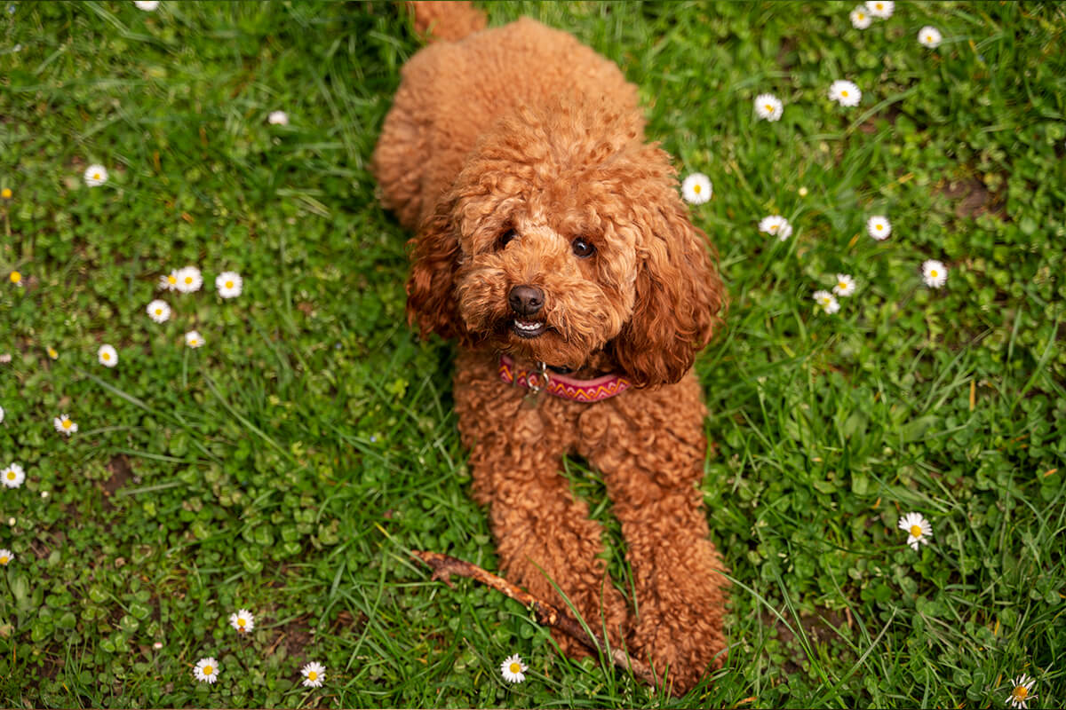 Büyümeyen Küçük Irk Köpek Cinsleri ve Özellikleri 7 Toy Poodle