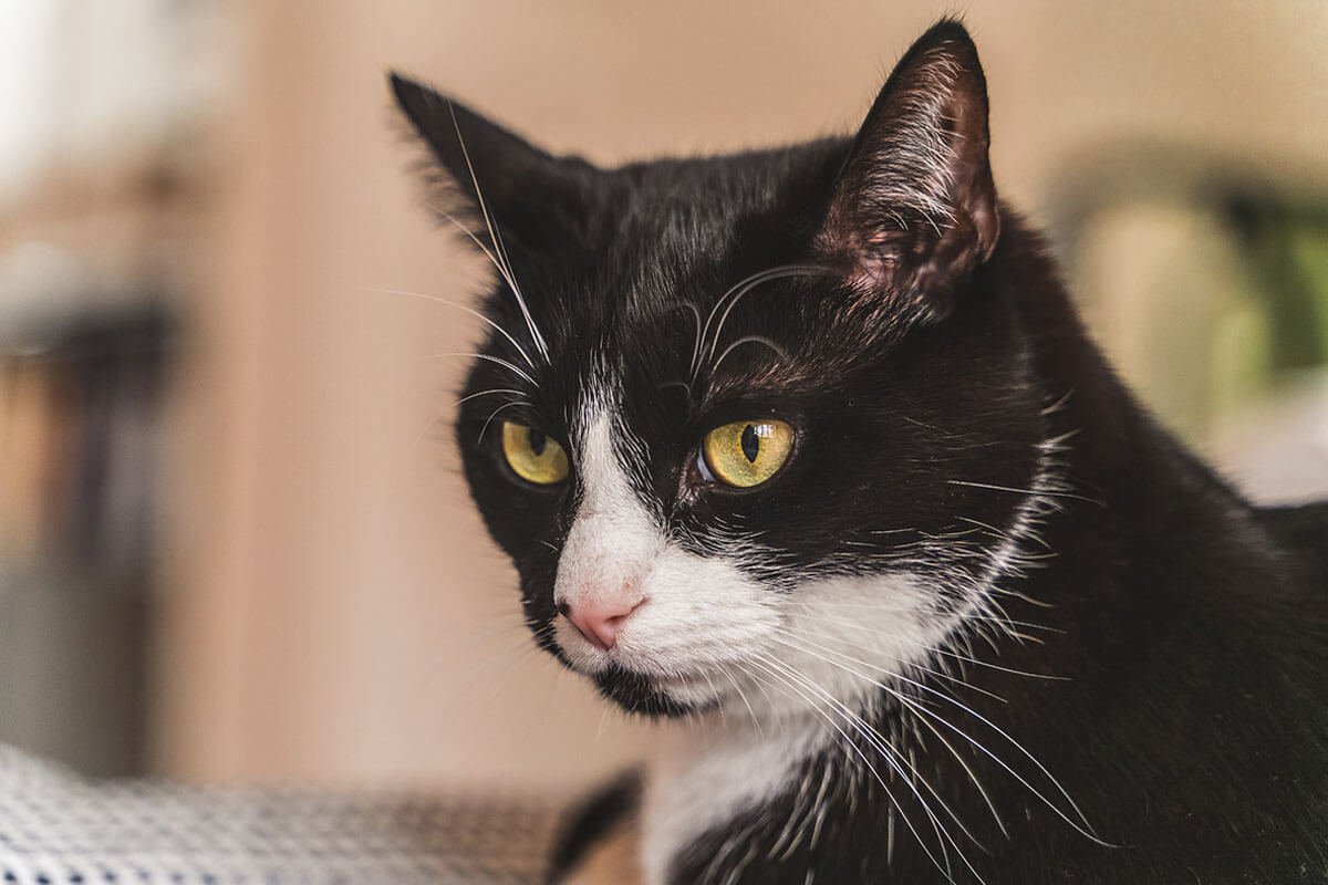 Tuxedo Kedilerinin Tarihçesi