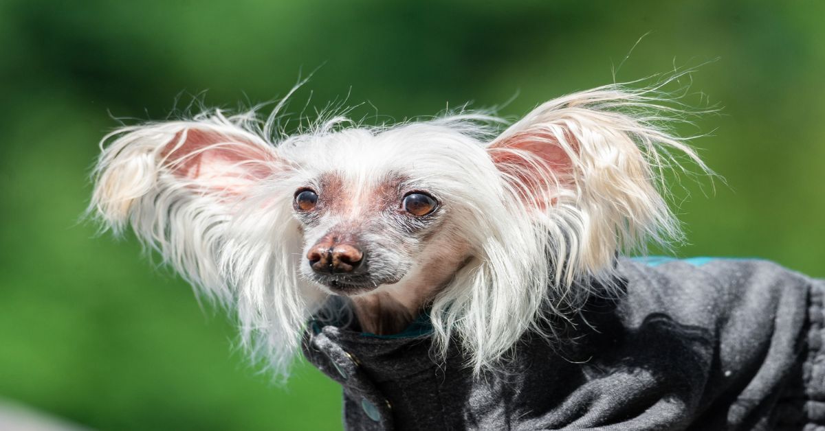 Tüysüz Çin Köpeği (Chinese Crested) Özellikleri Ve Bakımı 4 Tüysüz Çin Köpeği Fiyatları