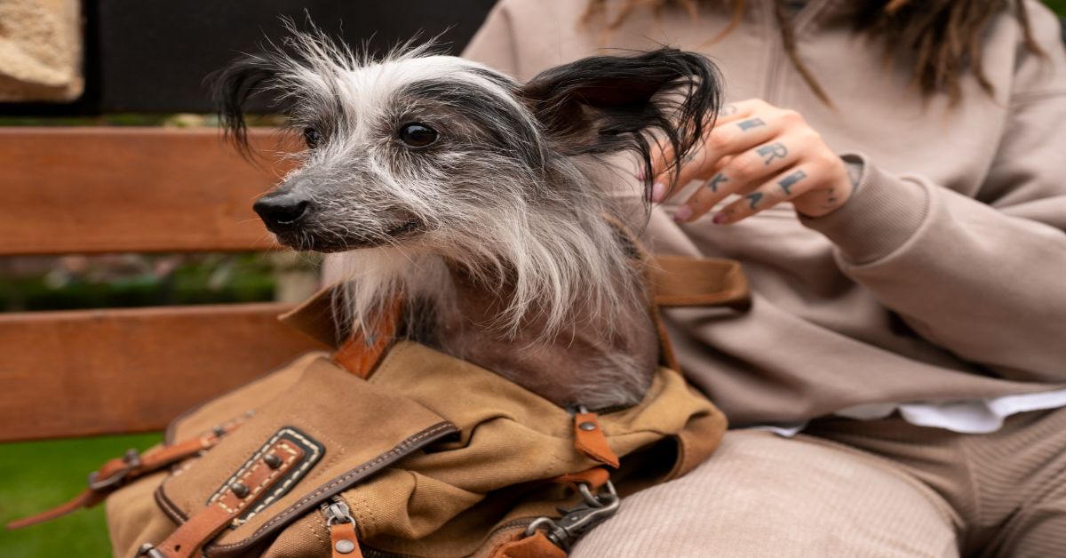 Tüysüz Çin Köpeği (Chinese Crested) Özellikleri Ve Bakımı 2 Tüysüz Çin Köpeği Özellikleri