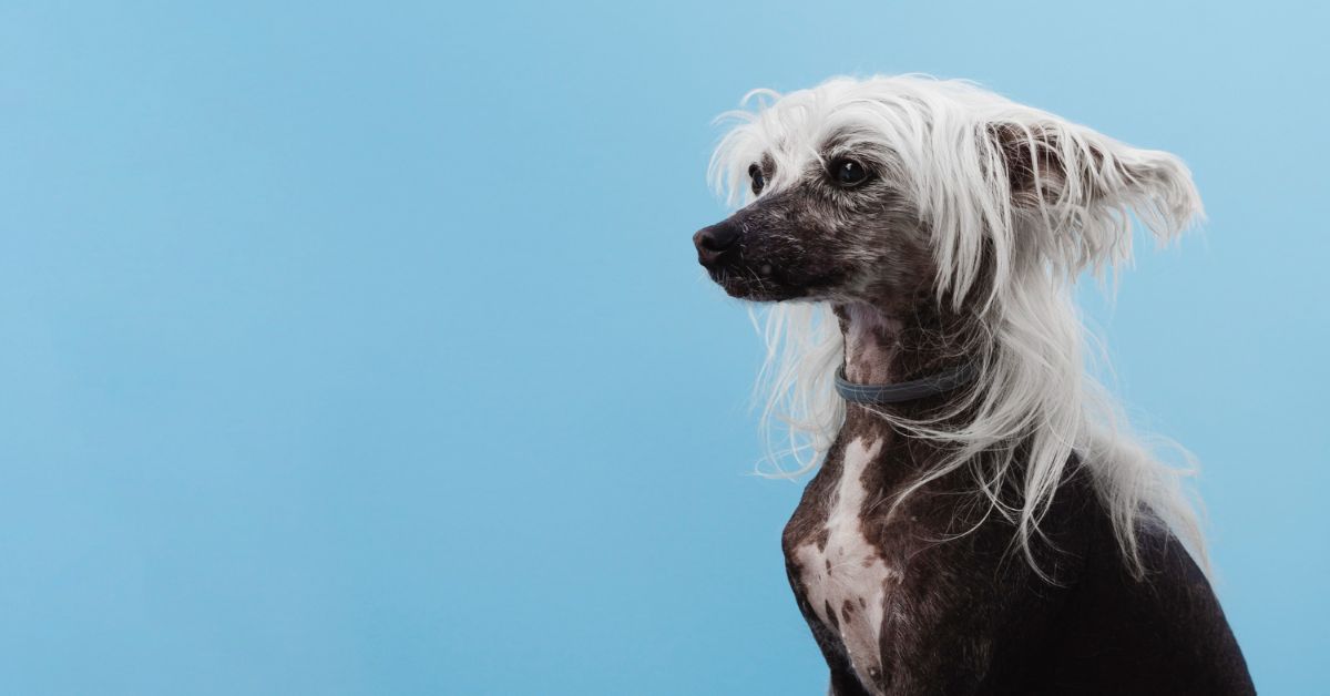 Tüysüz Çin Köpeği (Chinese Crested) Özellikleri Ve Bakımı 3 Tüysüz Çin Köpeği Sahiplenme