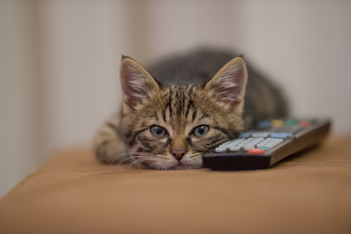 TV Dizi ve Filmlerden İlhamla Kedi İsim Önerileri