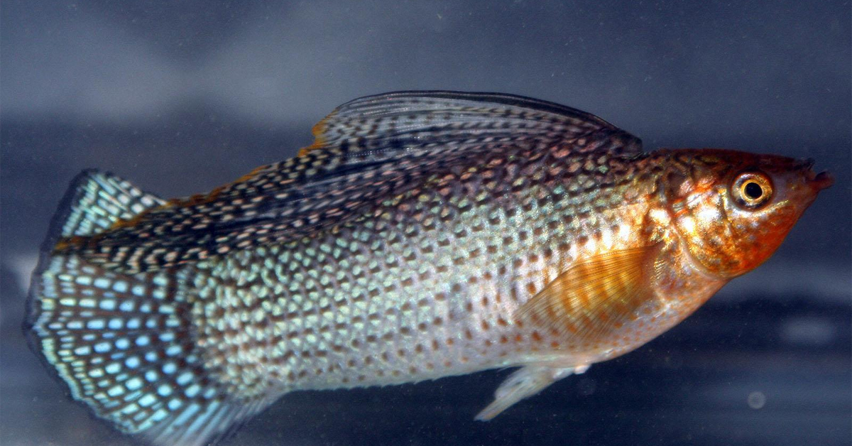 Velifera Akvaryumu 