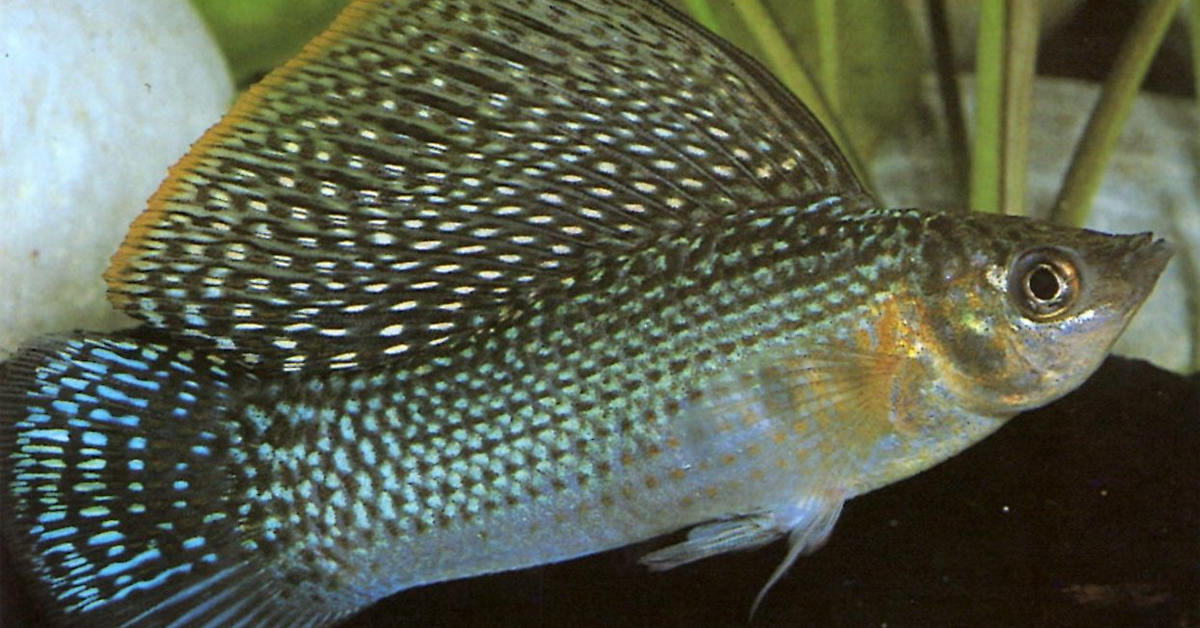 Velifera Doğum 