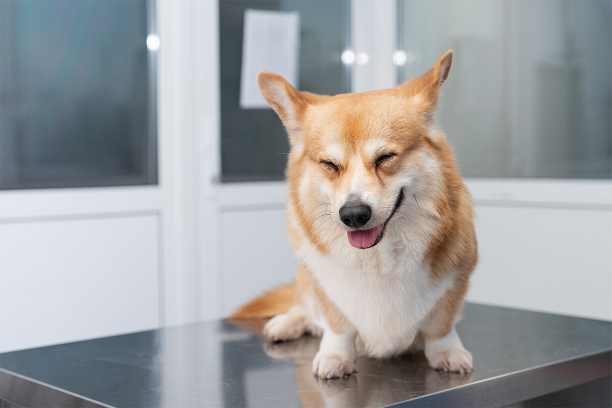 Büyümeyen Küçük Irk Köpek Cinsleri ve Özellikleri 20 Welsh Corgi