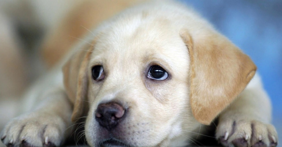 Yavru Köpekler Ne Yememeli