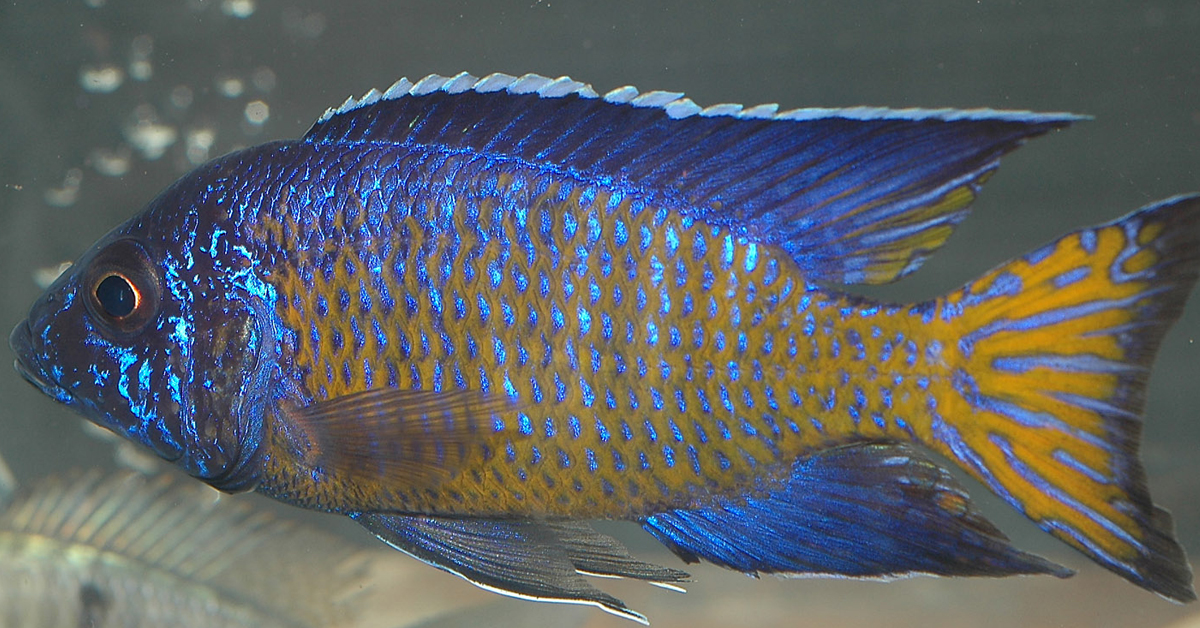 Yunus Ciklet Cichlid Balığı 3 Yediği Yemler
