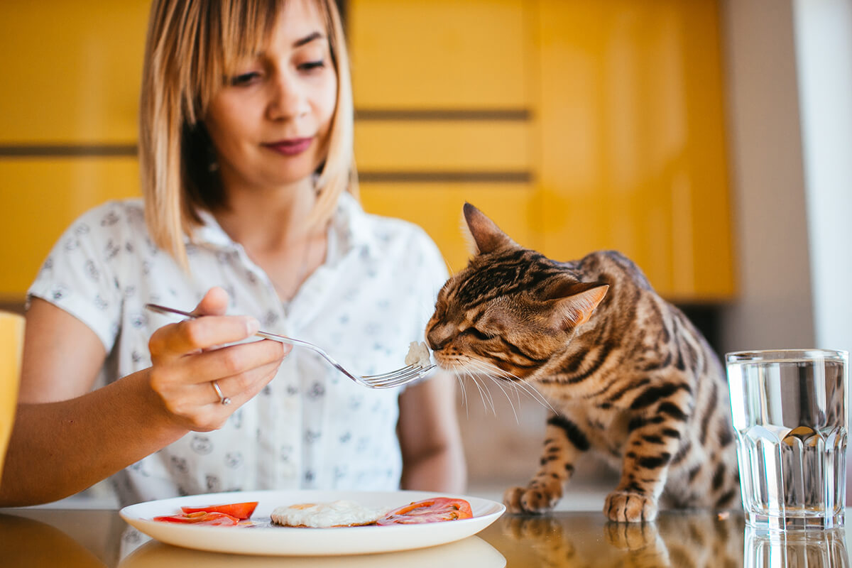 Yemek & İçeceklerden İlhamla Kedi İsim Önerileri