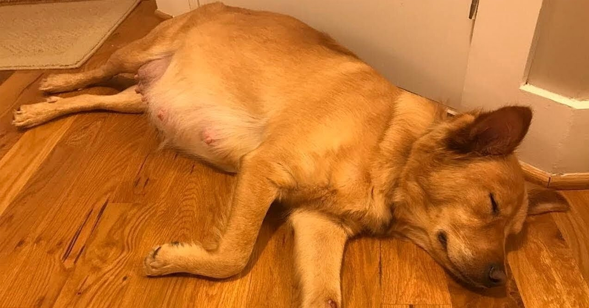Yeni Doğum Yapmış Köpeğe Ne Yapılmalı