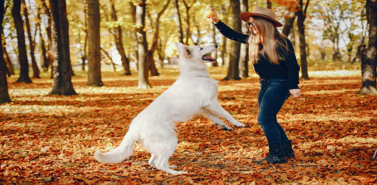 Köpek Beden Dili Davranışları ve Anlamları 5 Yerine Zıp Zıp Zıplama:Köpek Beden Dili