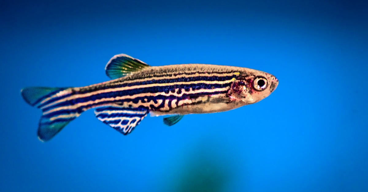 Zebra Danio Balığı Bakımı