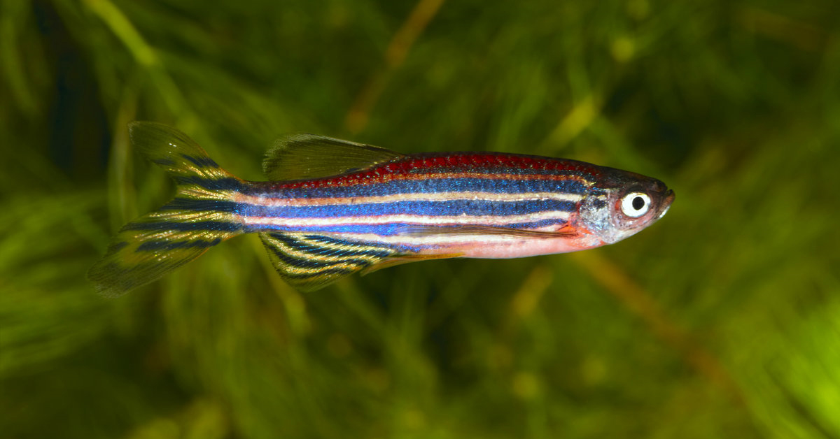 Zebra Danio Balığı Özellikleri