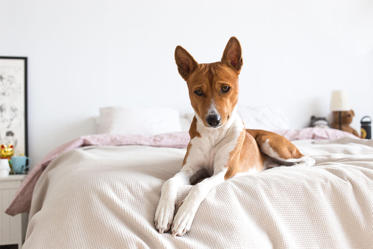 Süs Köpeği (Fino) Cinsleri ve Özellikleri 16 Basenji