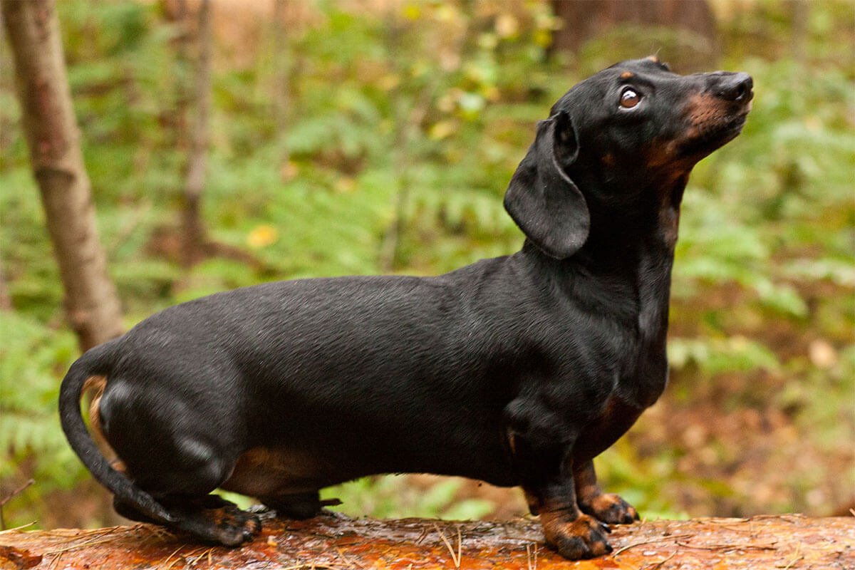 Süs Köpeği (Fino) Cinsleri ve Özellikleri 7 Dachshund