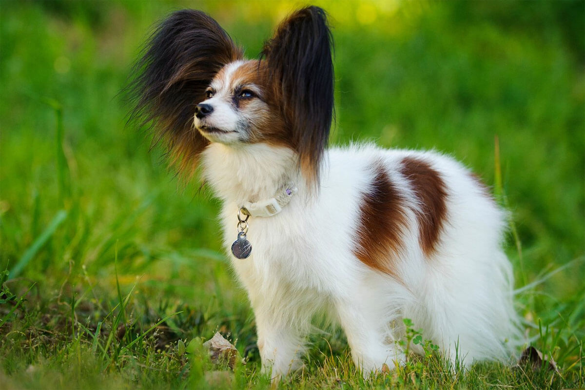 Süs Köpeği (Fino) Cinsleri ve Özellikleri 11 Papillon