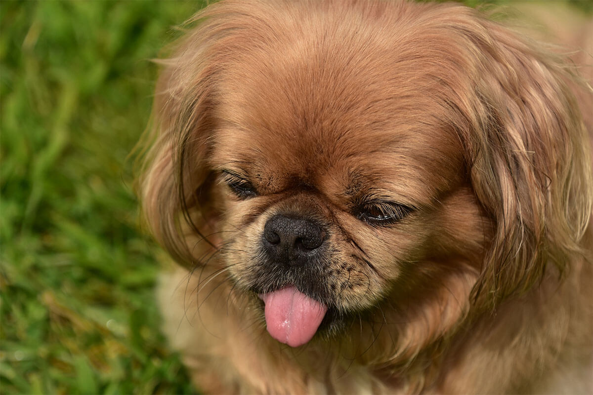 Süs Köpeği (Fino) Cinsleri ve Özellikleri 9 Pekingese (Pekinez)