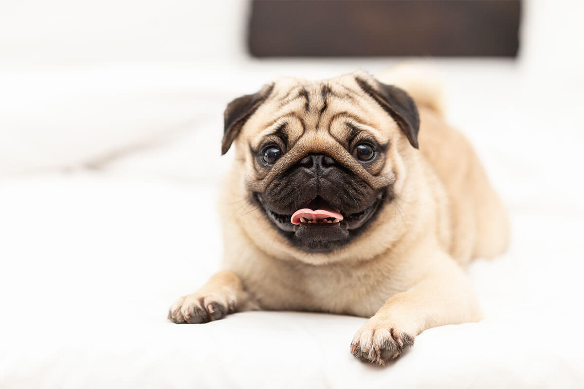 Süs Köpeği (Fino) Cinsleri ve Özellikleri 14 Pug