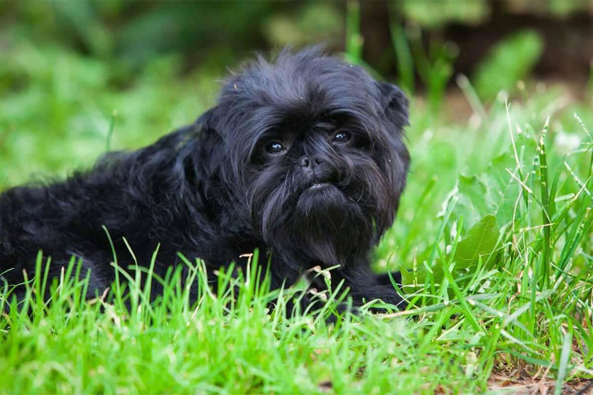 Süs Köpeği (Fino) Cinsleri ve Özellikleri 18 Affenpinscher