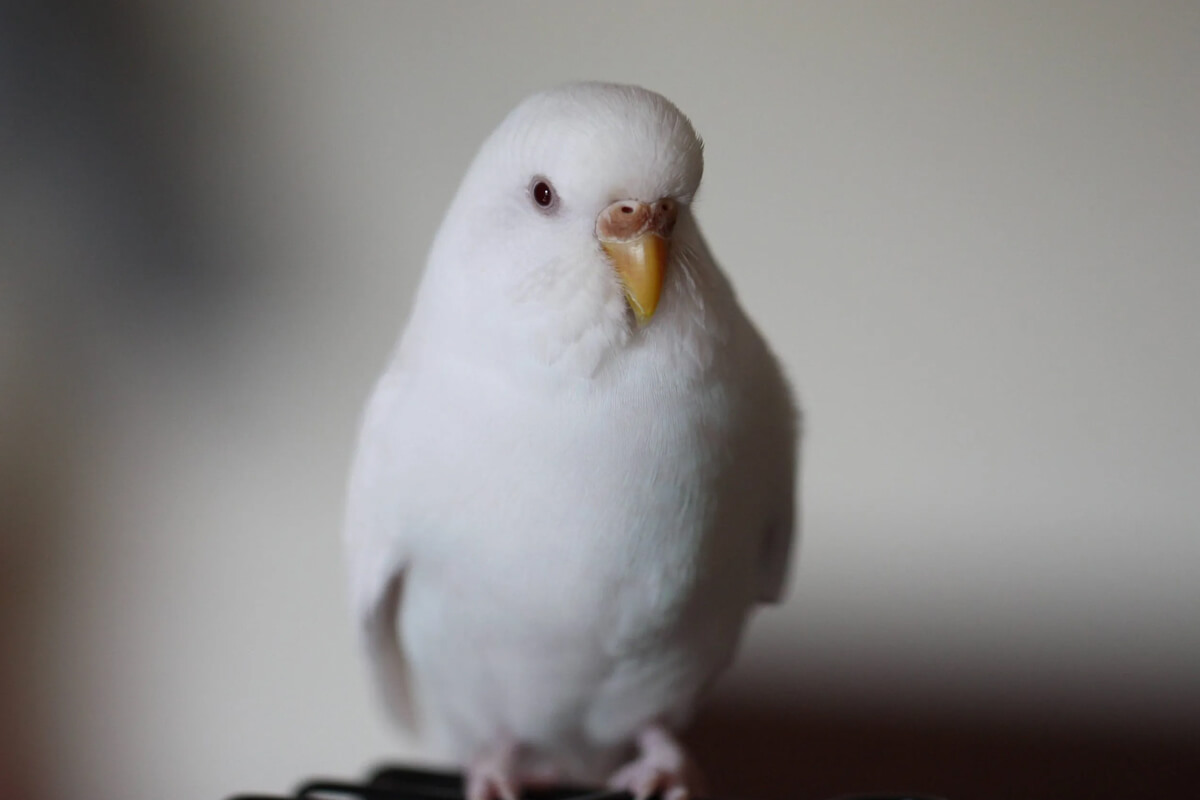 Albino Muhabbet Kuşları