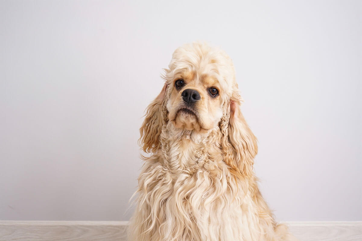 Süs Köpeği (Fino) Cinsleri ve Özellikleri 5 American Cocker Spaniel