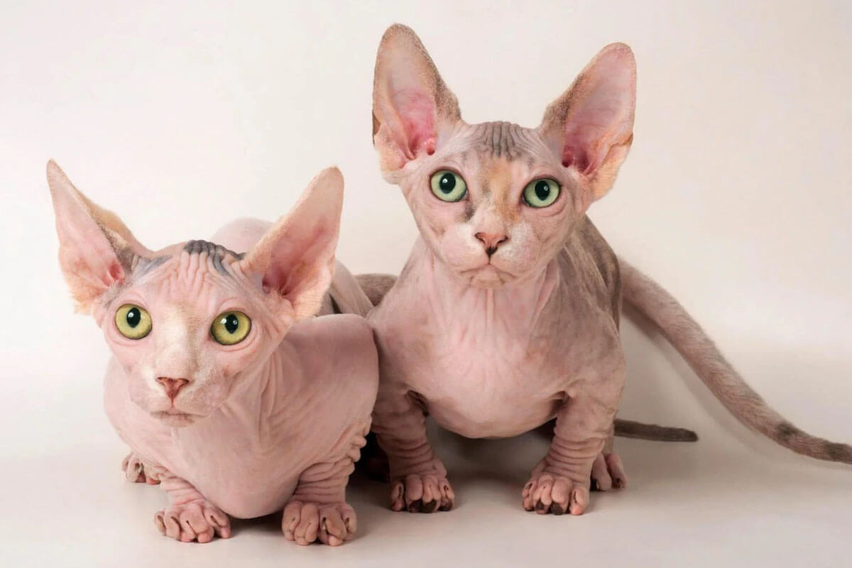 Tanışmanız Gereken Tüysüz Kedi Cinsleri 3 Bambino