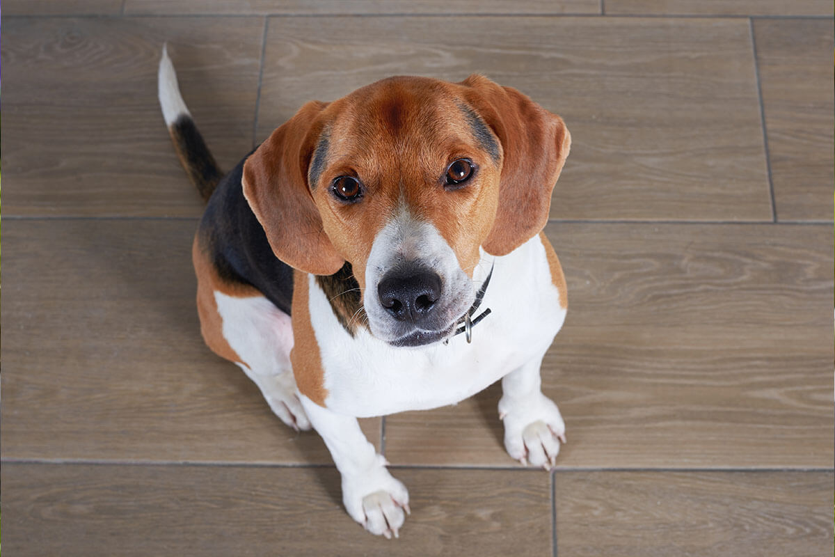 Süs Köpeği (Fino) Cinsleri ve Özellikleri 13 Beagle