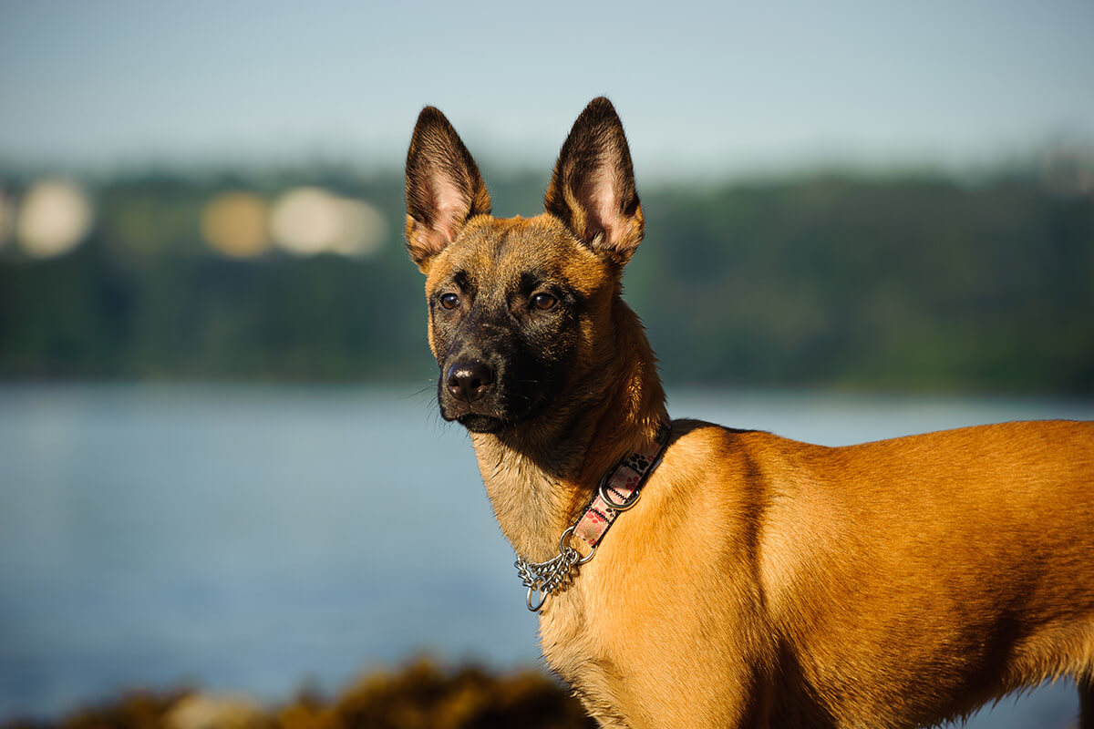 Belçika Kurdu (Malinois) Özellikleri, Bakımı ve Beslenmesi 3 Belçika Kurdu Eğitimi