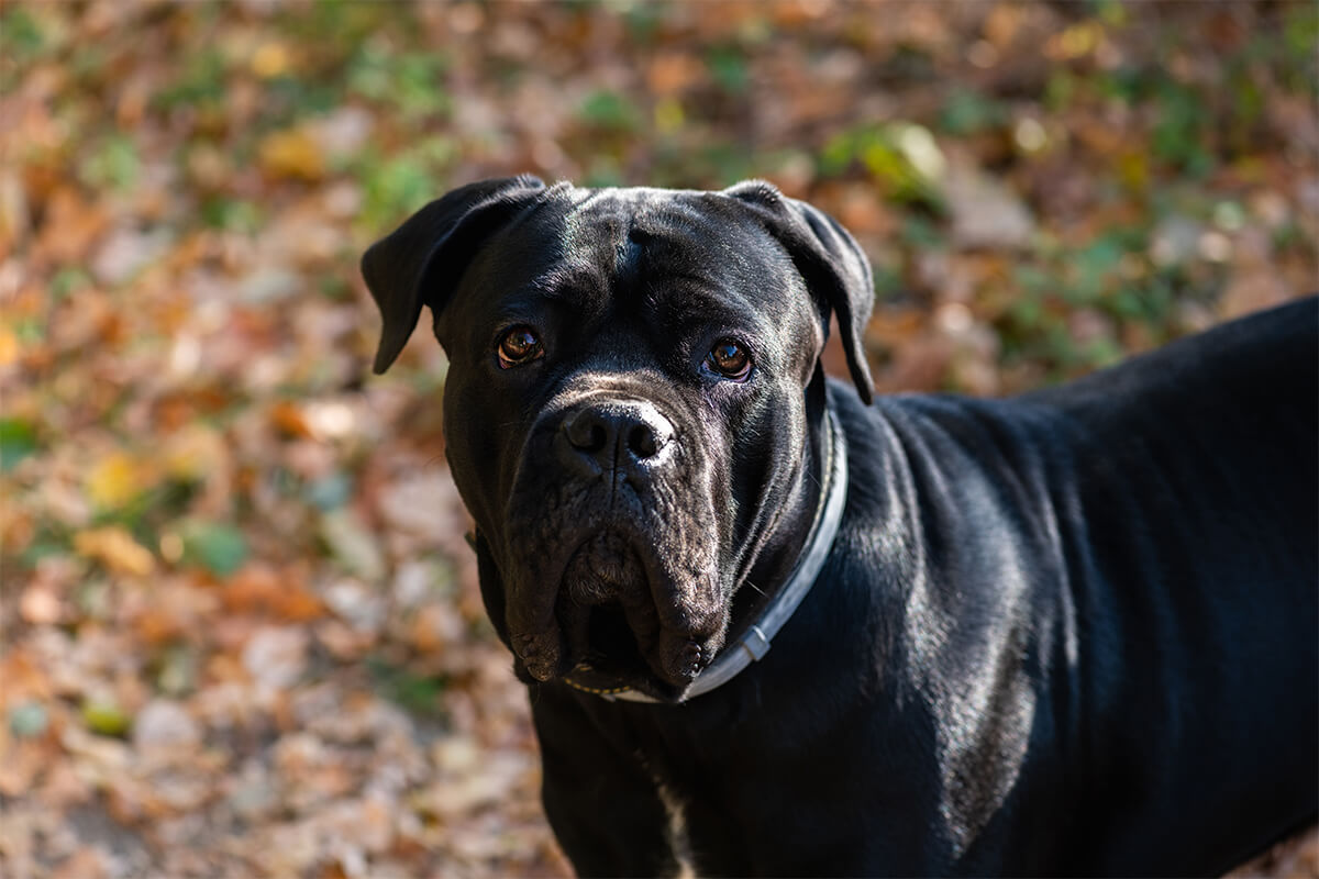 Cane Corso Köpeği Eğitimi