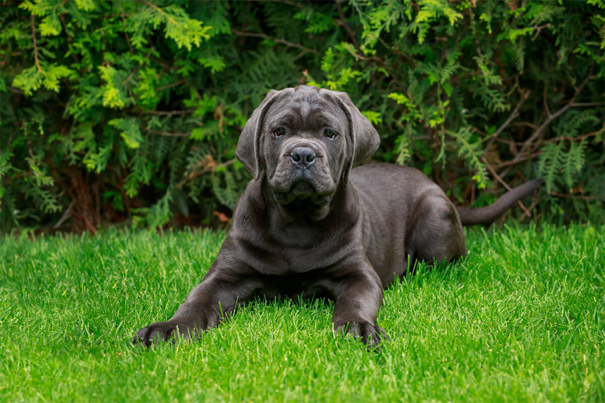 Cane Corso Köpeğinin Bakımı ve İpuçları