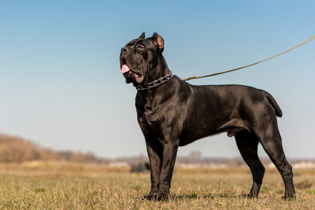 Cane Corso Köpeğinin Fiziksel Özellikleri ve Görünümü