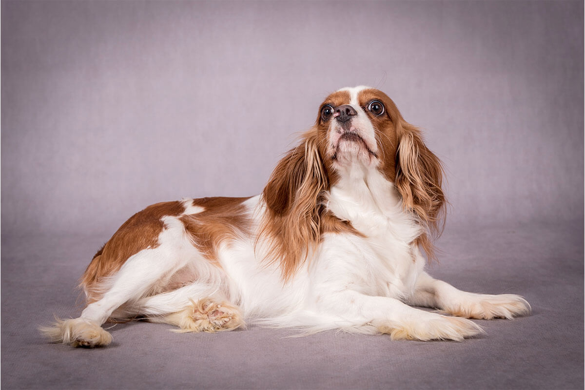 Süs Köpeği (Fino) Cinsleri ve Özellikleri 15 Cavalier King Charles
