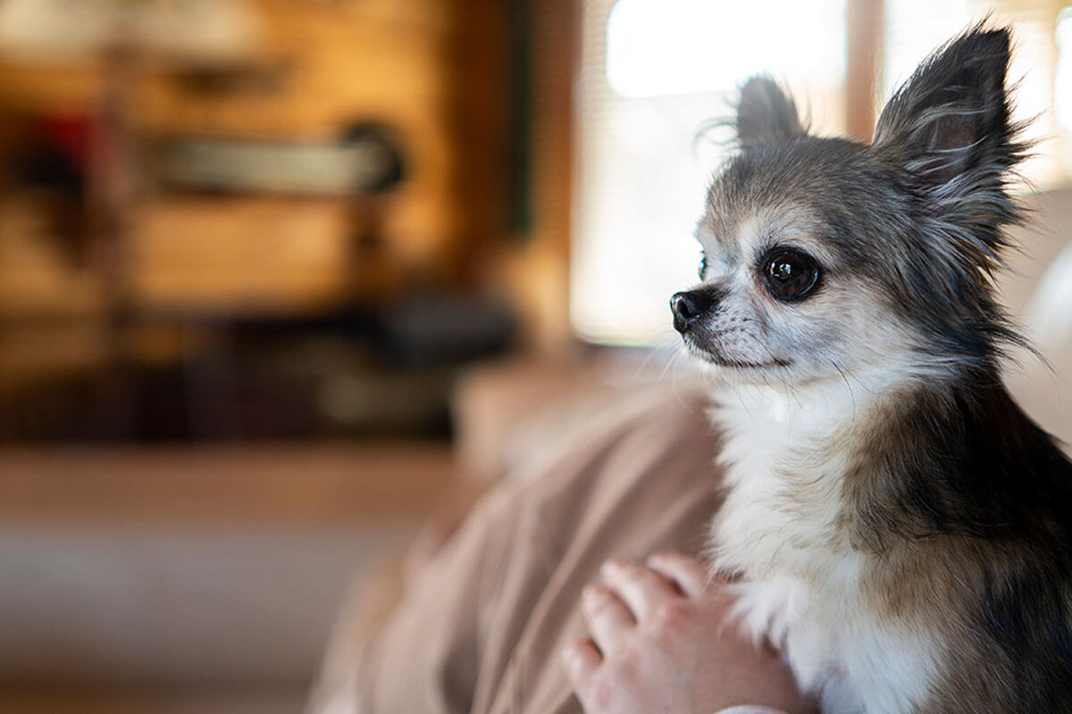 Süs Köpeği (Fino) Cinsleri ve Özellikleri 2 Chihuahua