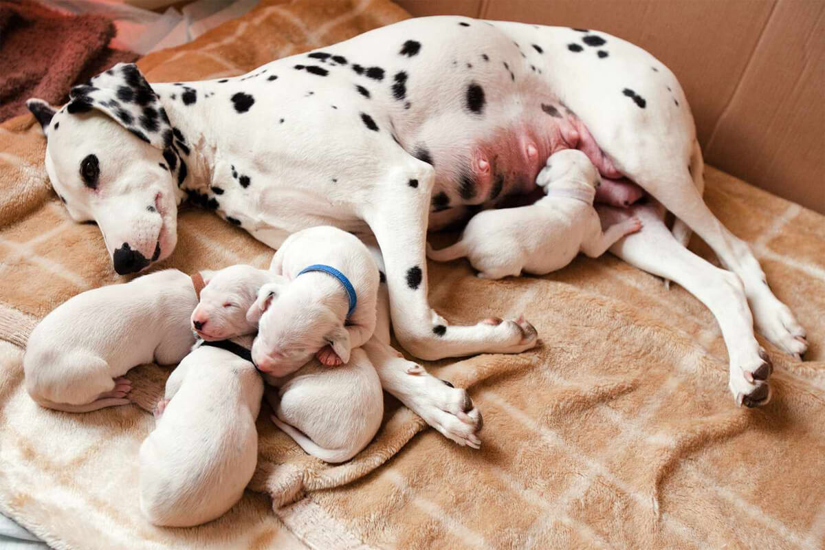 Köpekler Kaç Günde Doğurur? 3 Doğum Sonrası Hem Anne Hem Yavrular İçin Sağlıklı Beslenme