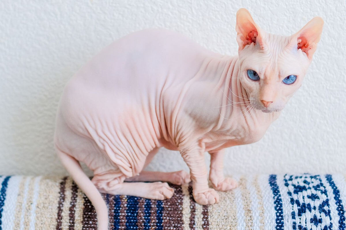 Tanışmanız Gereken Tüysüz Kedi Cinsleri 5 Donskoy (Don Sphynx)