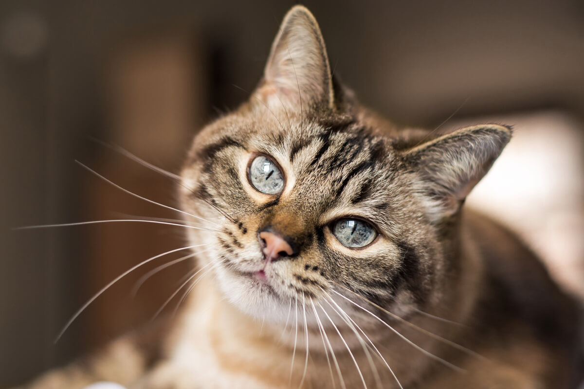 Kedi Tüyü Zararlı mı? Akciğere Kedi Tüyü Kaçması Nedenleri, Belirtileri ve Tedavi Çözümleri 4 Evde Kedi Tüyü Yayılımını ve Solunum Riskini Azaltmak İçin Alınacak Önlemler